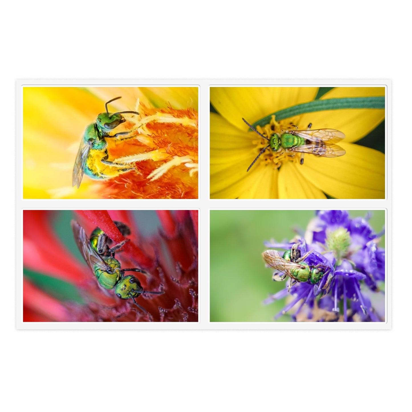 Green Sweat Bee Macro Photo Vinyl Stickers