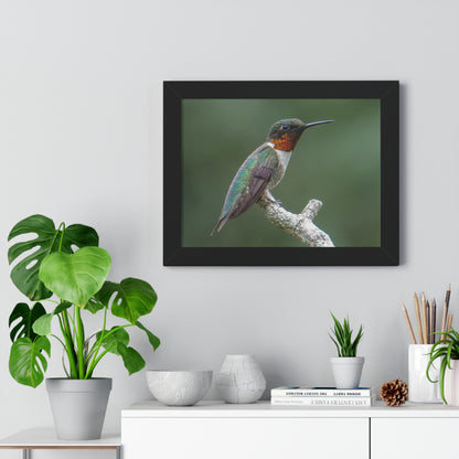 Ruby-Throated Hummingbird Framed Matte Print