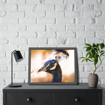 Peculiar Peacock Framed Print | Nature Photography