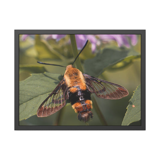 Sleeping Hummingbird Moth Framed Print | Nature Photography