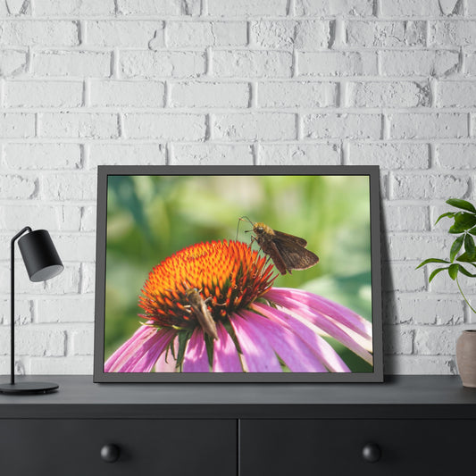 Little Glassywing Butterfly Framed Print | Nature Photography