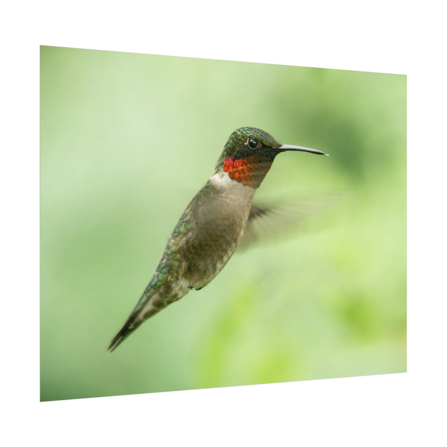 Hummingbird In-Flight Fine Art Print