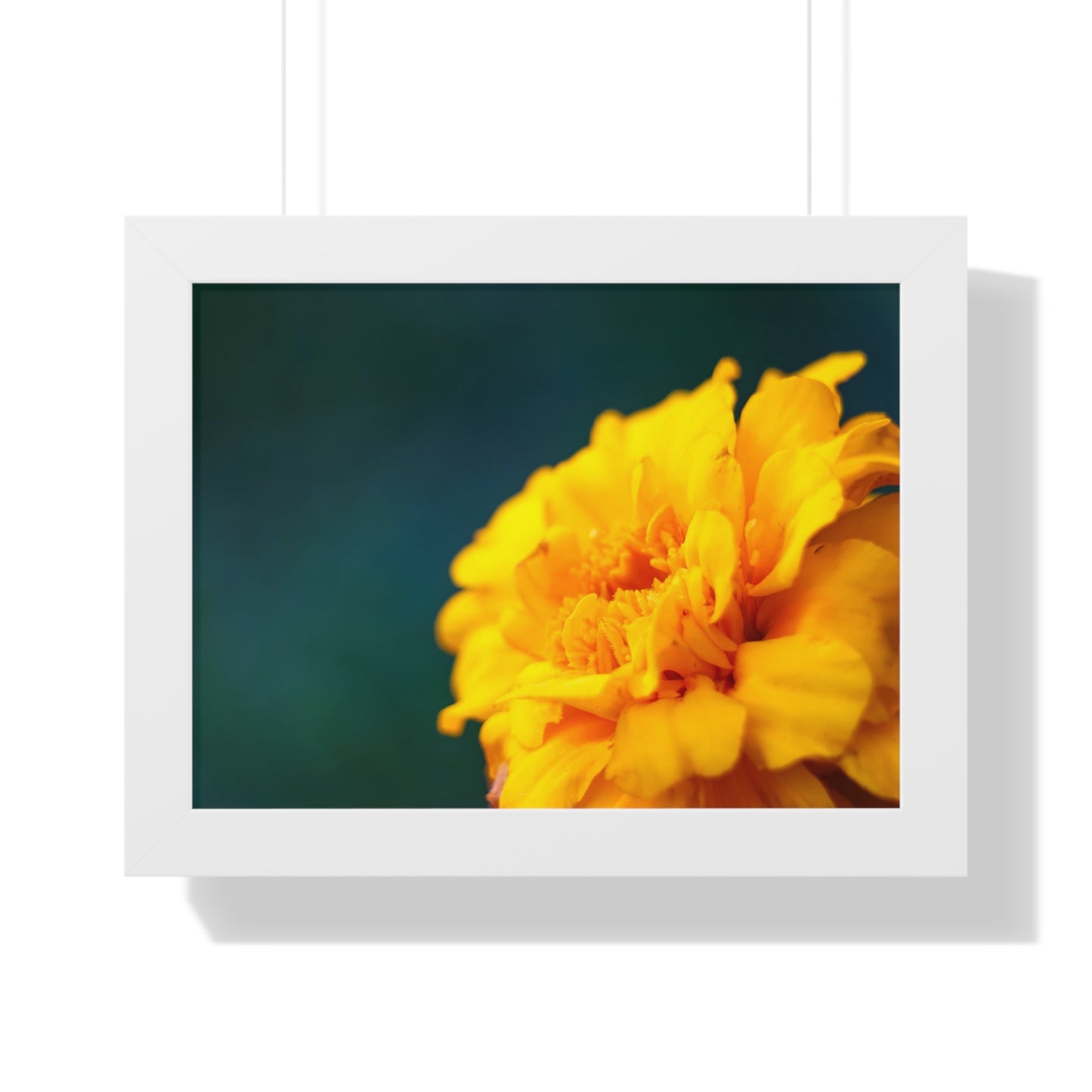 Macro Marigold Flower Framed Matte Print