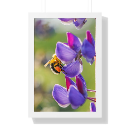 Bumble Bee Pollinates Lupine Flowers Framed Matte Print