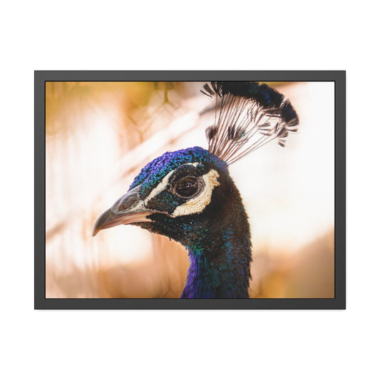 Peculiar Peacock Framed Print | Nature Photography