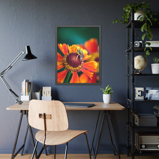 Fashionable Sweat Bee Framed Print | Nature Photography