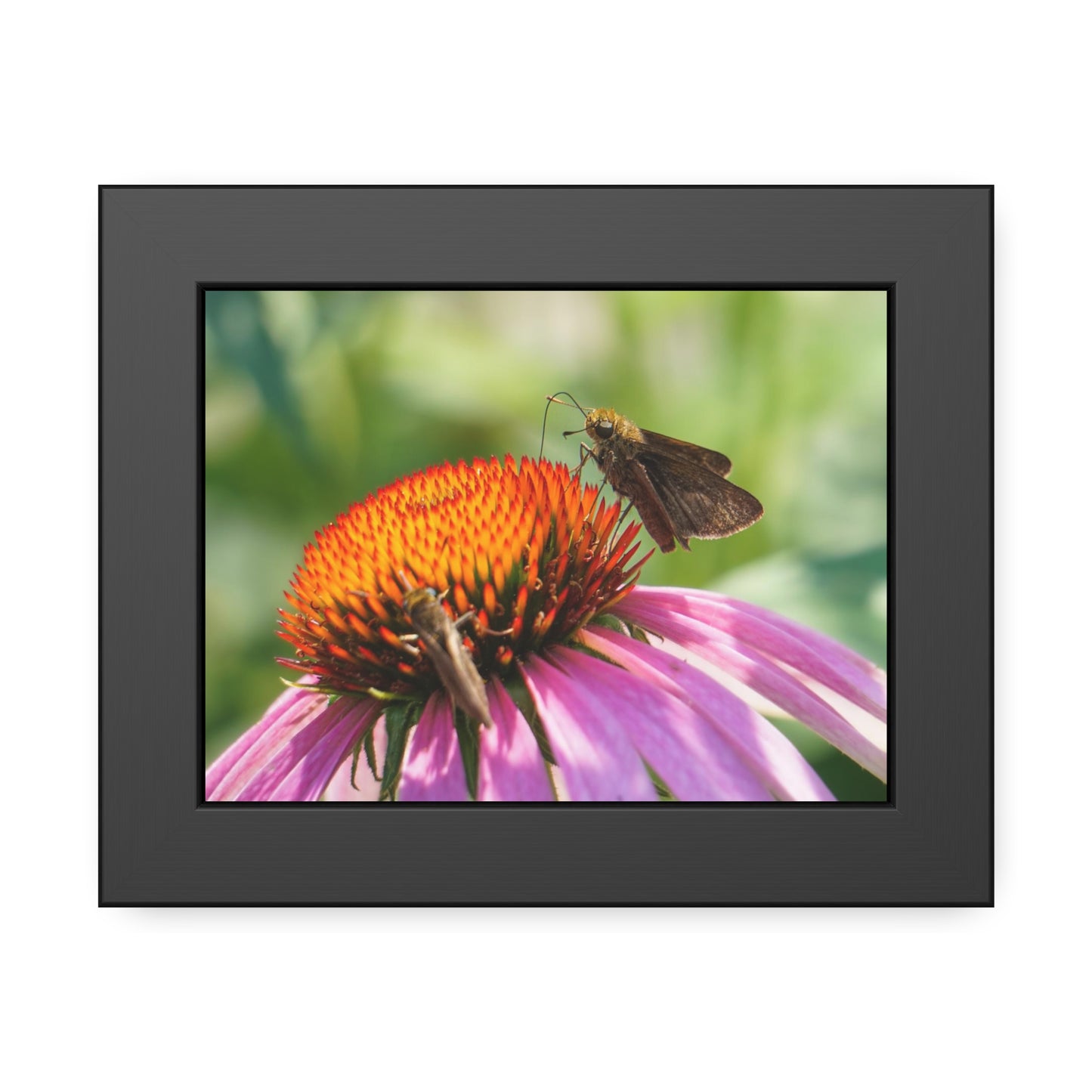 Little Glassywing Butterfly Framed Print | Nature Photography