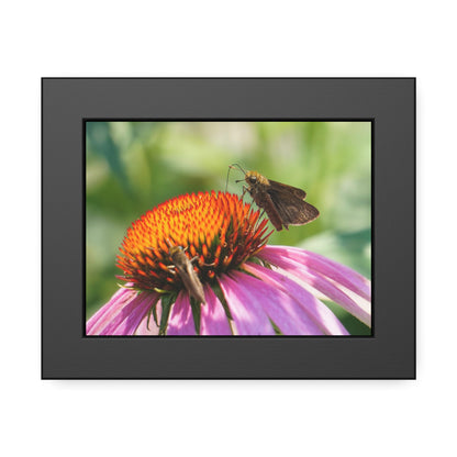 Little Glassywing Butterfly Framed Print | Nature Photography