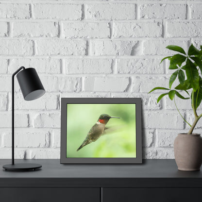 Hummingbird In-Flight Framed Print | Nature Photography