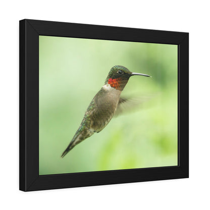 Hummingbird In-Flight Framed Print | Nature Photography
