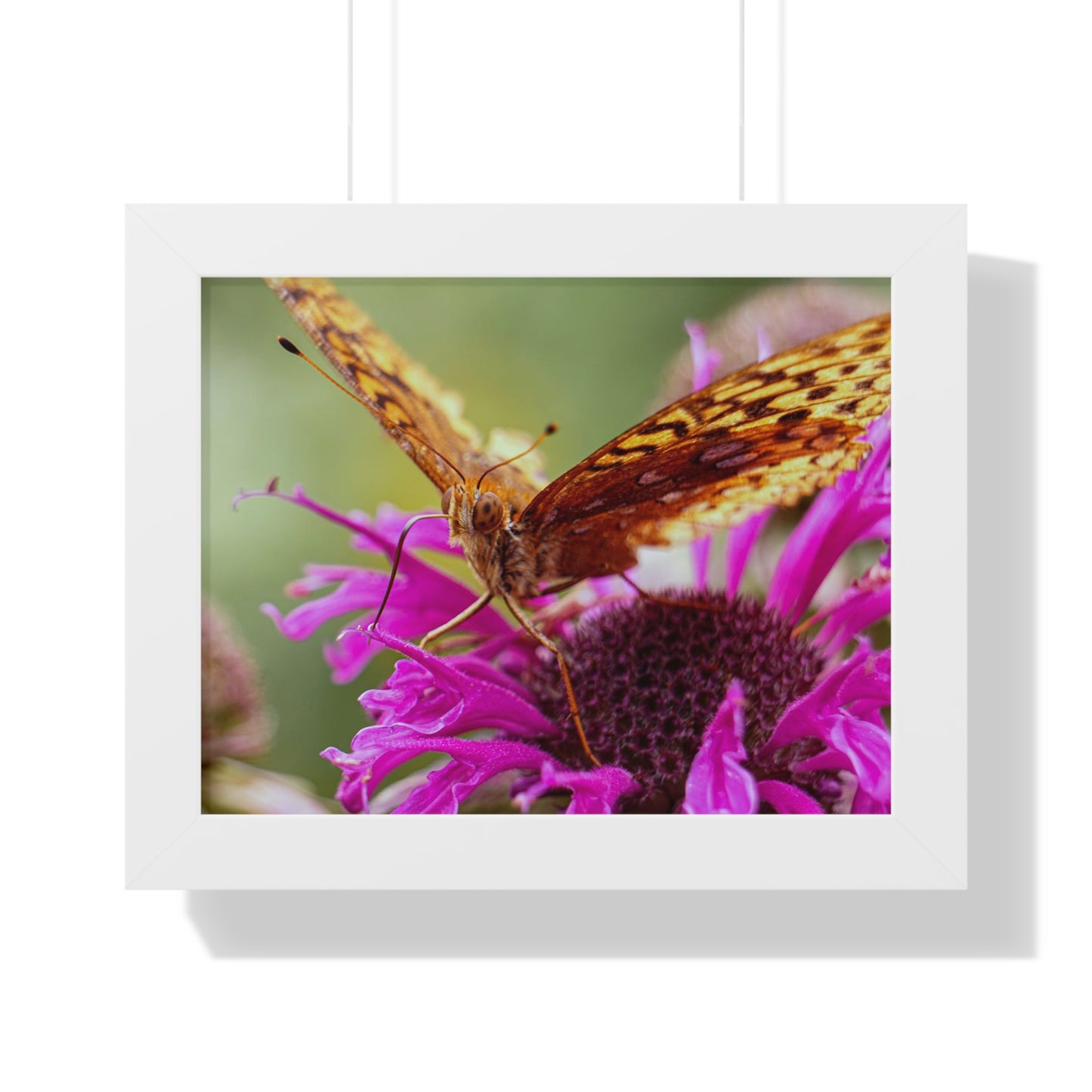 Fritillary Butterfly in Macro Framed Matte Print