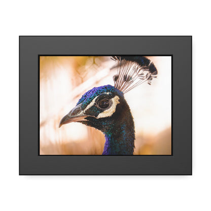 Peculiar Peacock Framed Print | Nature Photography