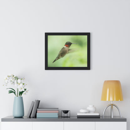 Hummingbird In-Flight Framed Matte Print