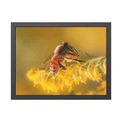Golden Honey Bee Framed Print | Nature Photography
