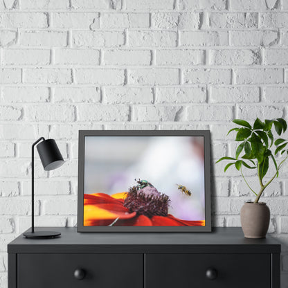 Japanese Beetle and Honey Bee Framed Print | Nature Photography