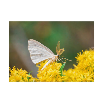 Curious Moth Fine Art Print