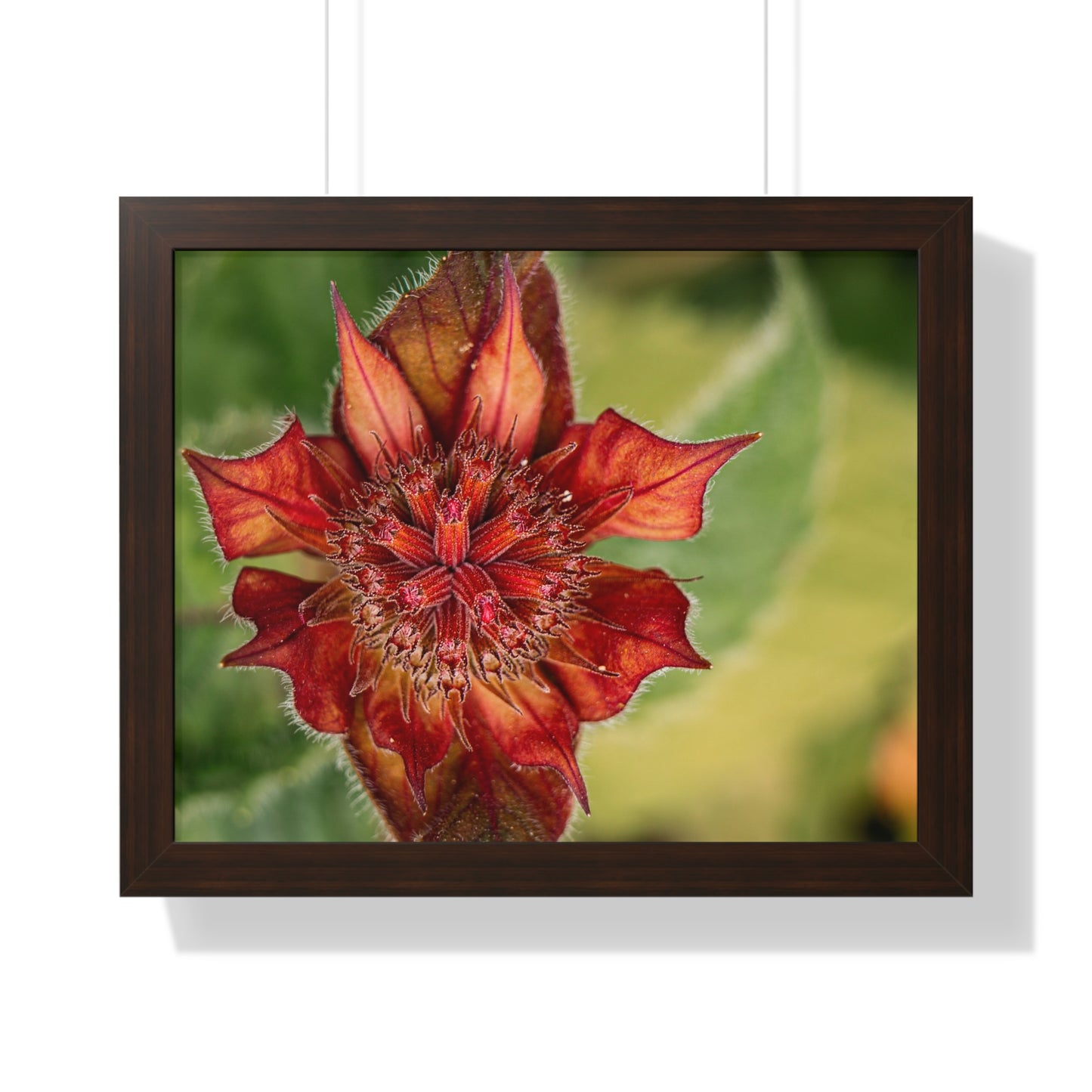 Fancy Red Bee Balm Flower Macro Framed Matte Print