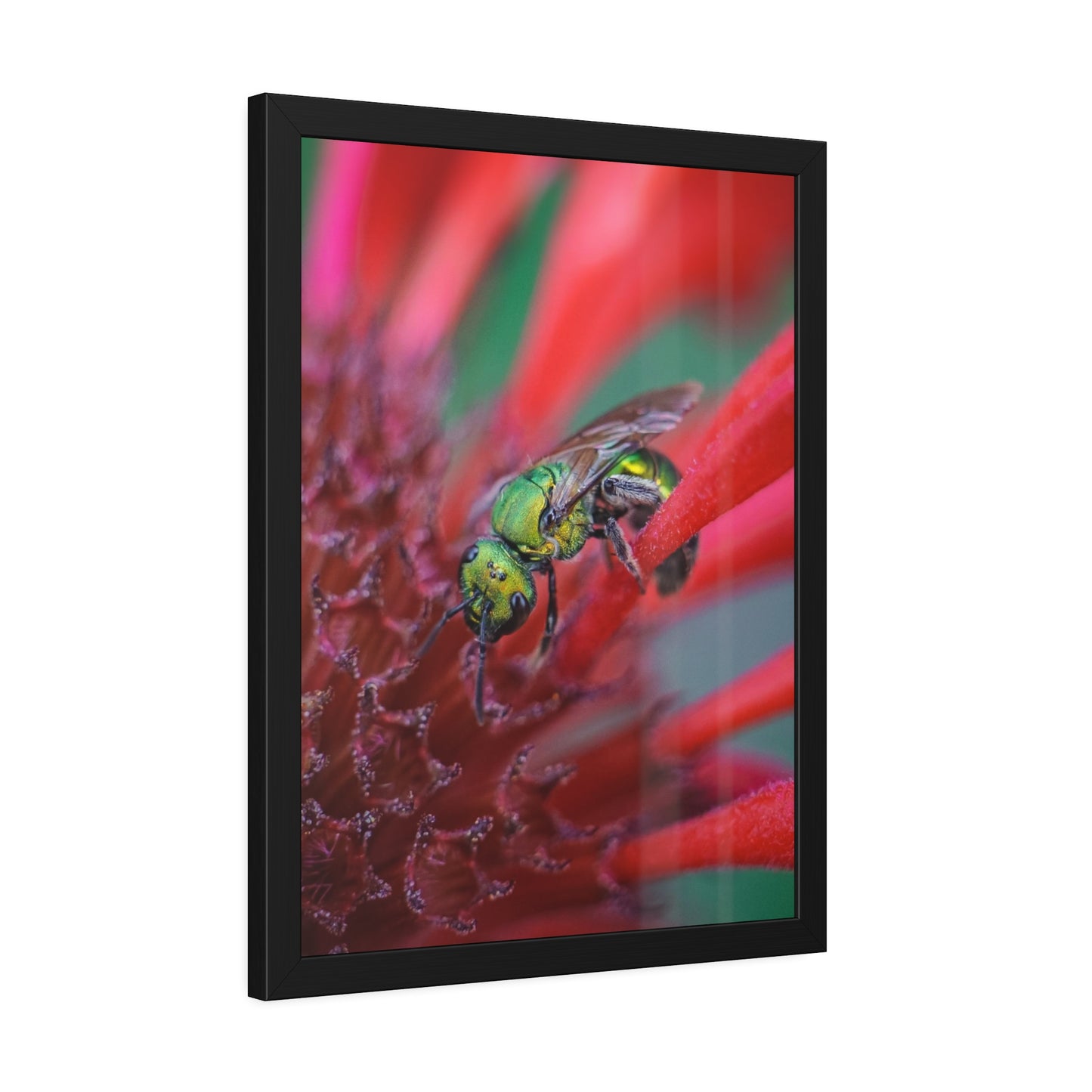 Beautiful Green Bee Framed Print | Nature Photography