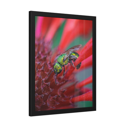Beautiful Green Bee Framed Print | Nature Photography