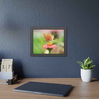 Fritillary Butterfly on Zinnia Framed Print | Nature Photography