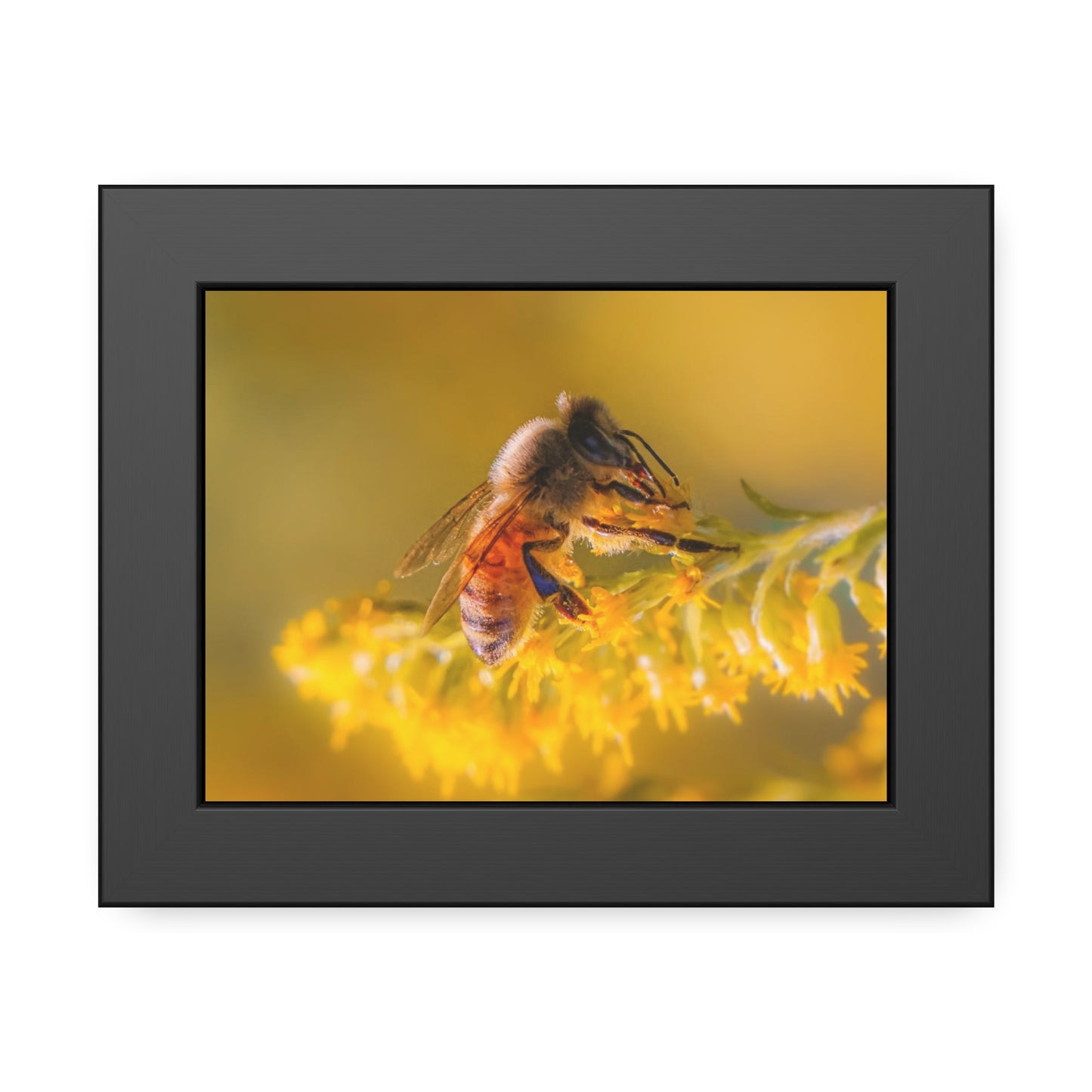 Golden Honey Bee Framed Print | Nature Photography