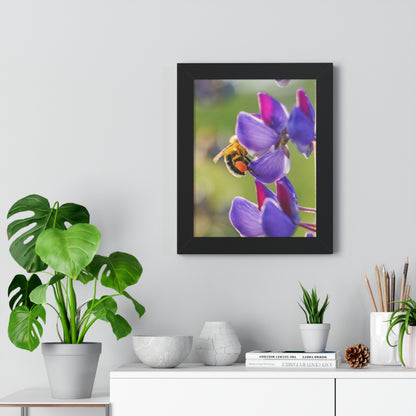 Bumble Bee Pollinates Lupine Flowers Framed Matte Print