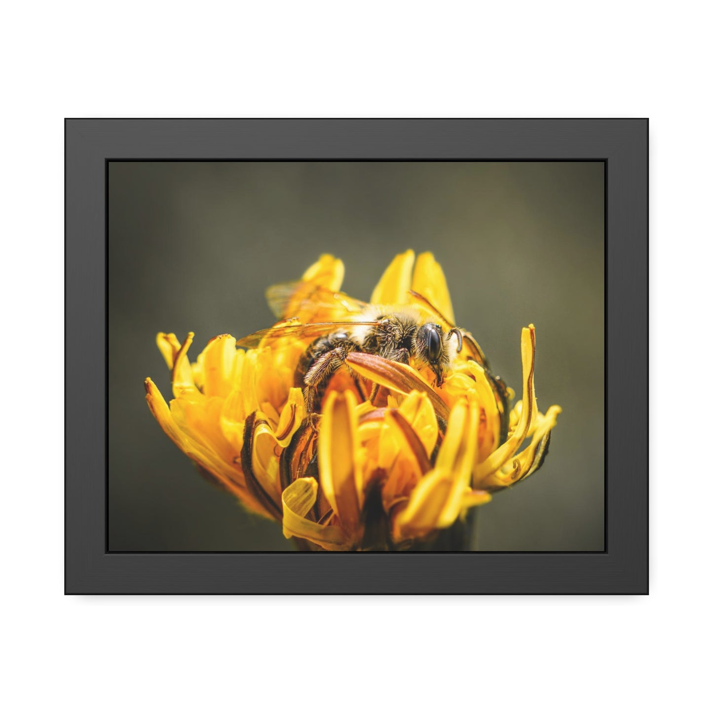 Macro Bee Pollinating Dandelion Framed Print | Nature Photography