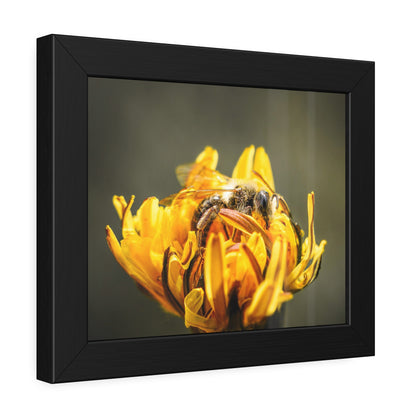 Macro Bee Pollinating Dandelion Framed Print | Nature Photography