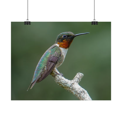 Ruby-Throated Hummingbird Fine Art Print