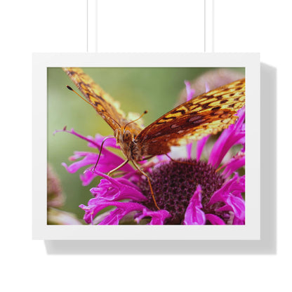 Fritillary Butterfly in Macro Framed Matte Print