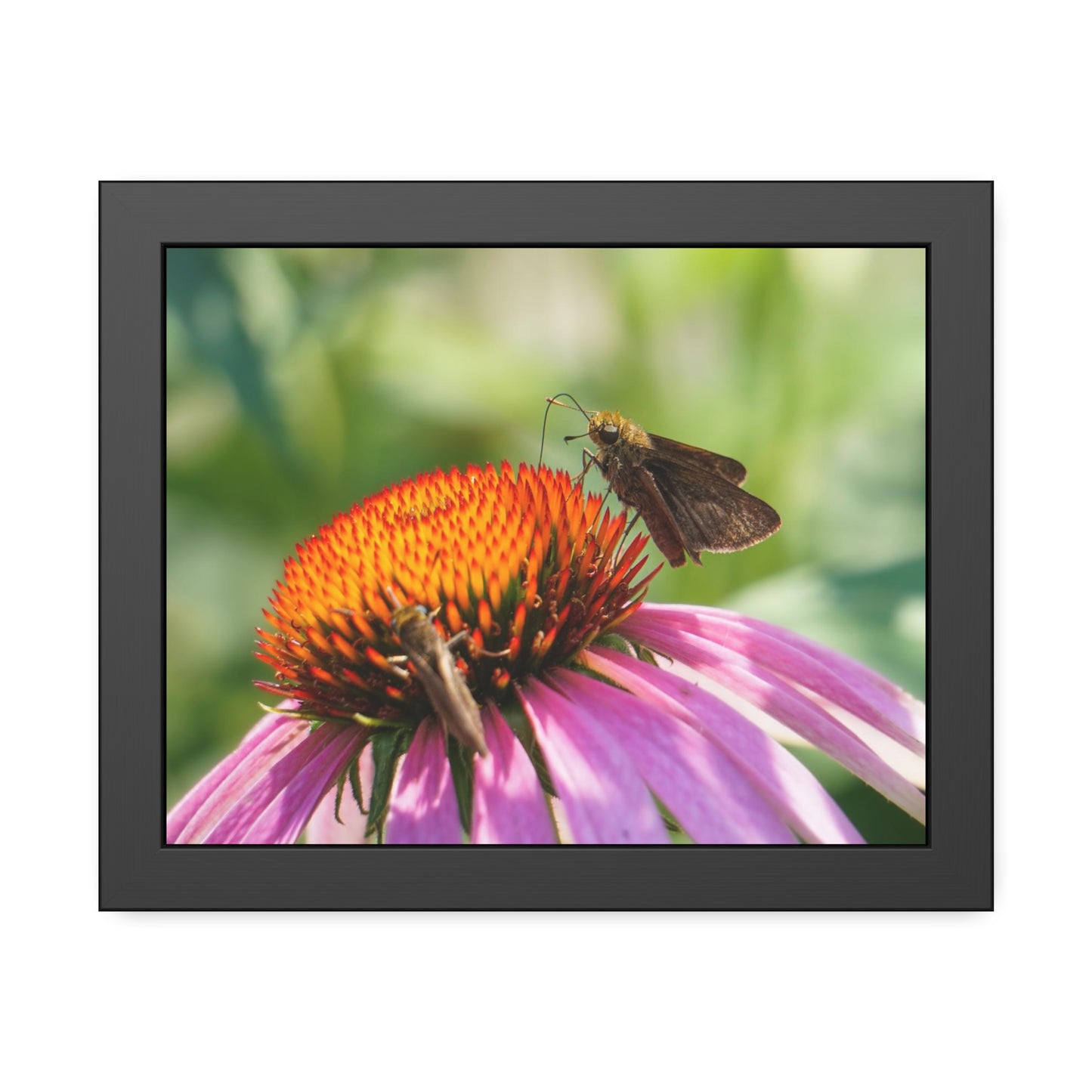 Little Glassywing Butterfly Framed Print | Nature Photography