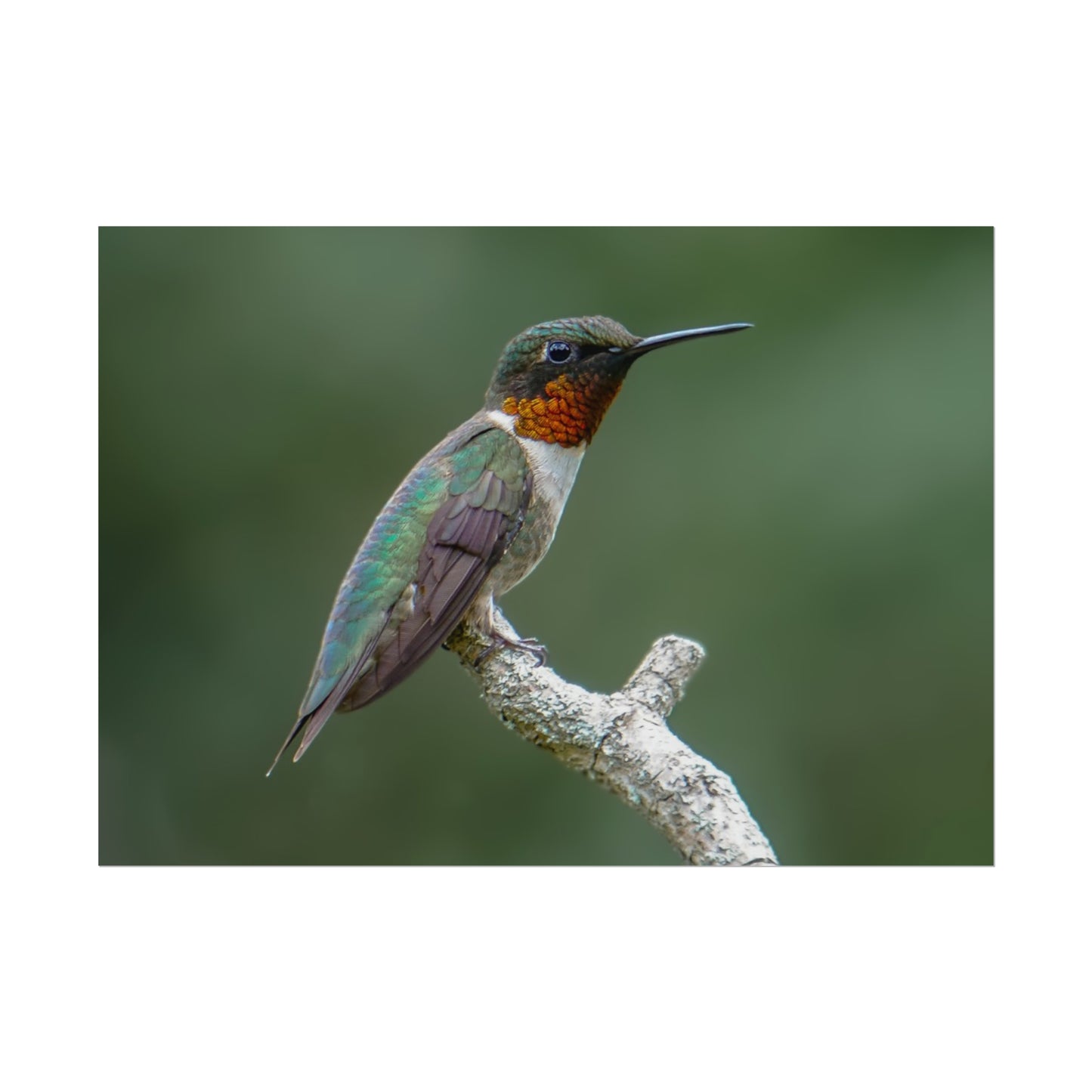 Ruby-Throated Hummingbird Fine Art Print