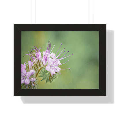 Macro Purple Wildflowers Framed Matte Print