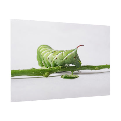 Tomato Hornworm Caterpillar Fine Art Print