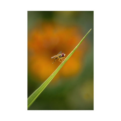 Flower Fly Poses with Orange Flowers Fine Art Print