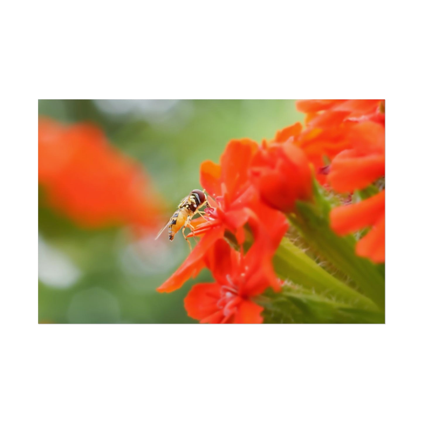 Flower Fly on Red Flowers Fine Art Print