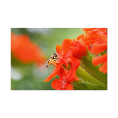 Flower Fly on Red Flowers Fine Art Print