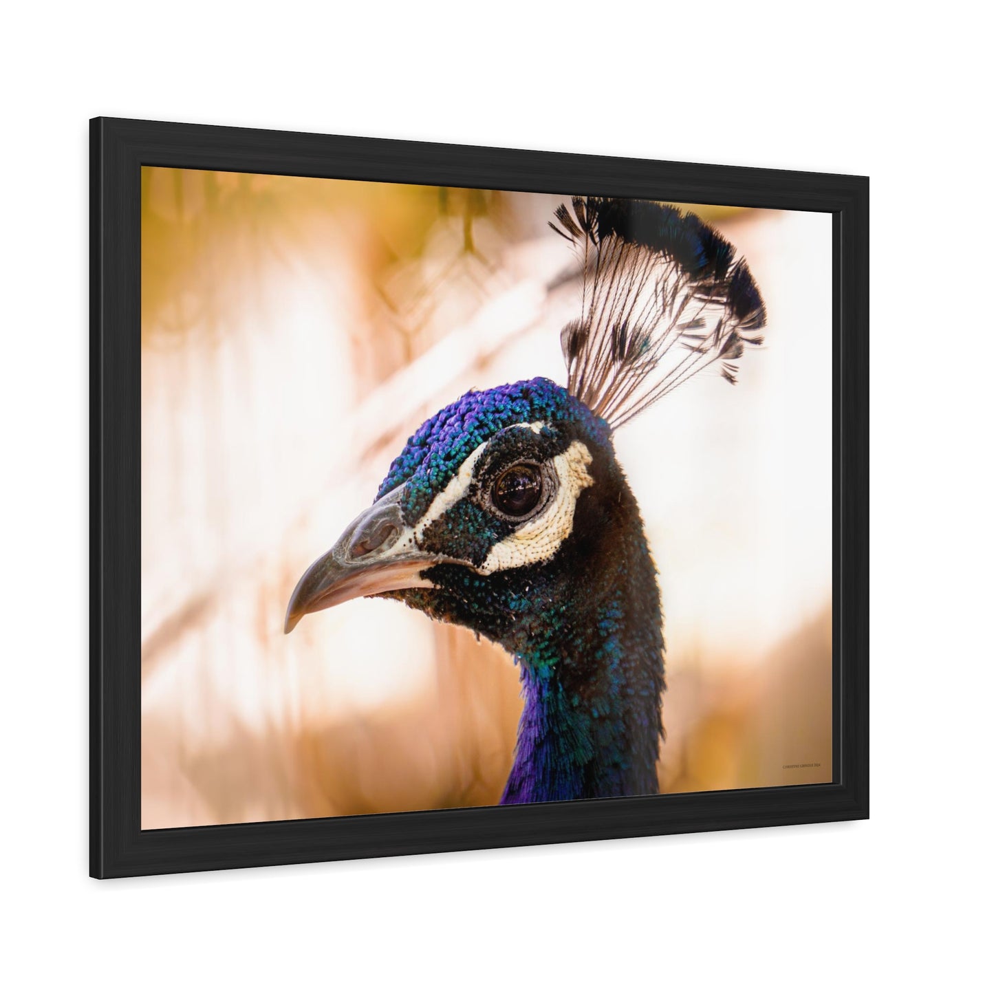 Peculiar Peacock Framed Fine Art Photograph