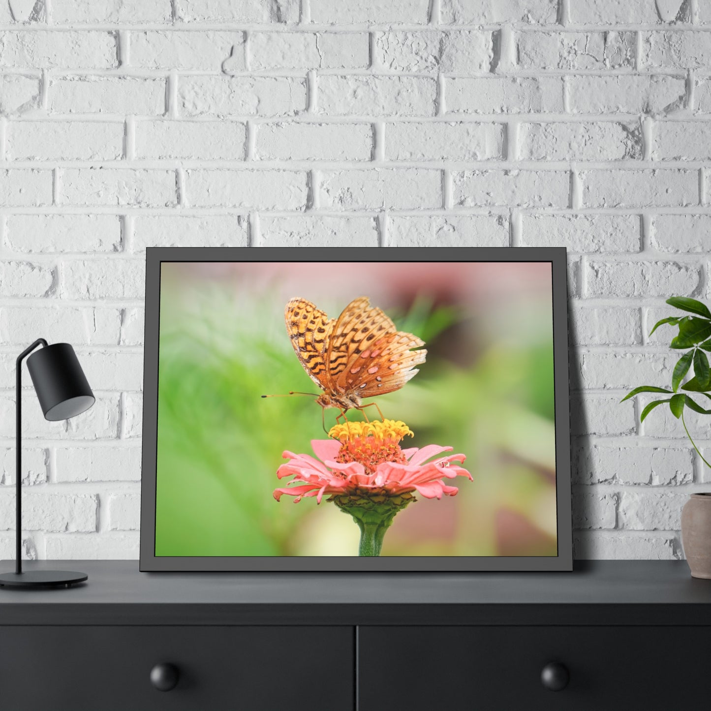 Fritillary Butterfly on Zinnia Framed Print | Nature Photography