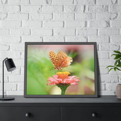 Fritillary Butterfly on Zinnia Framed Print | Nature Photography
