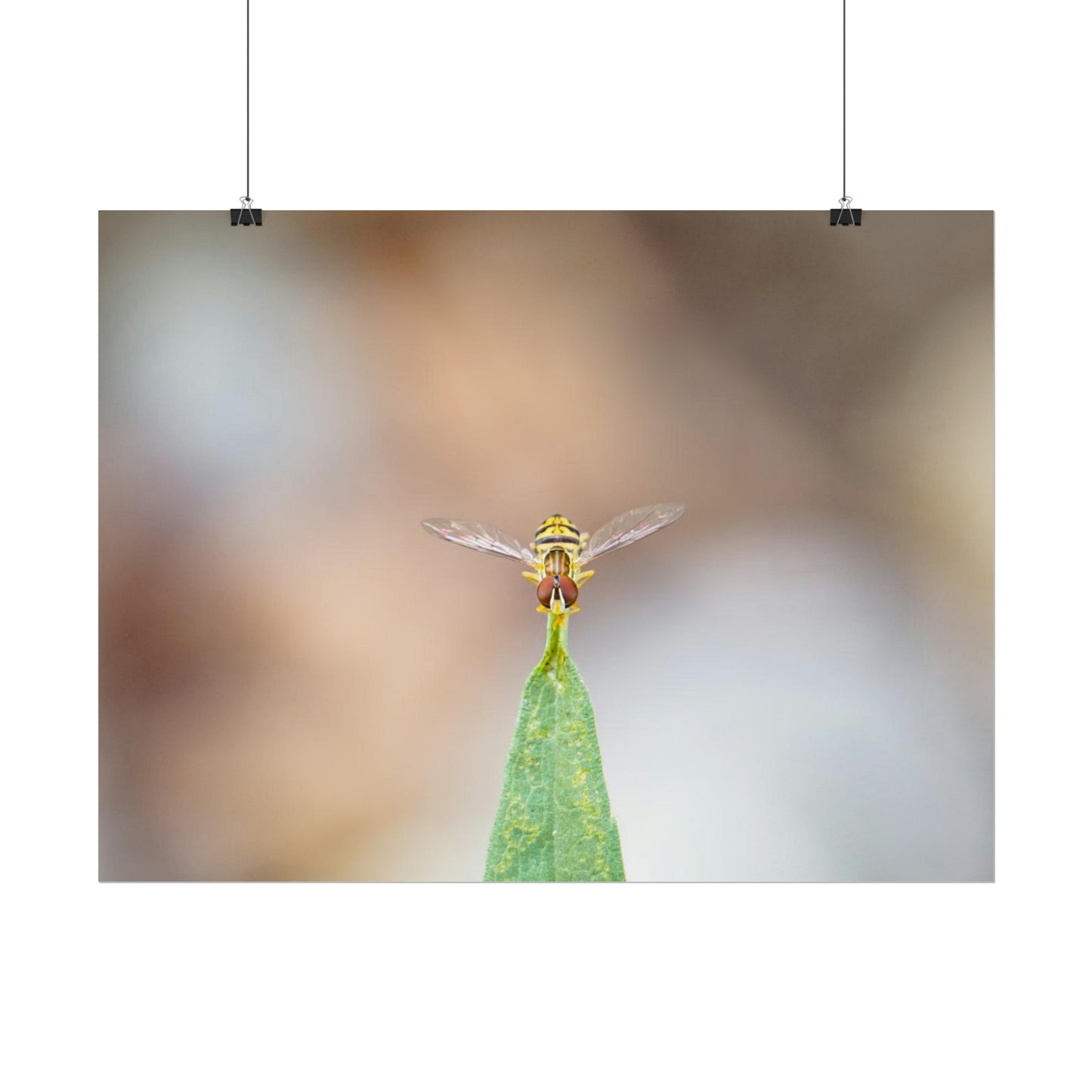 Flower Fly Poses in Macro Fine Art Print