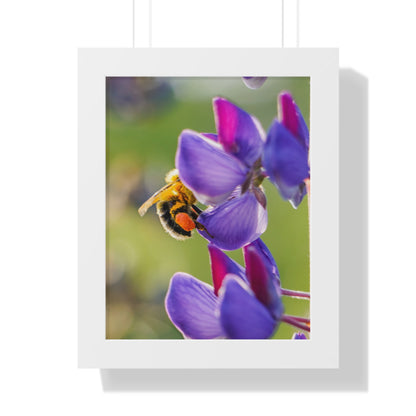 Bumble Bee Pollinates Lupine Flowers Framed Matte Print