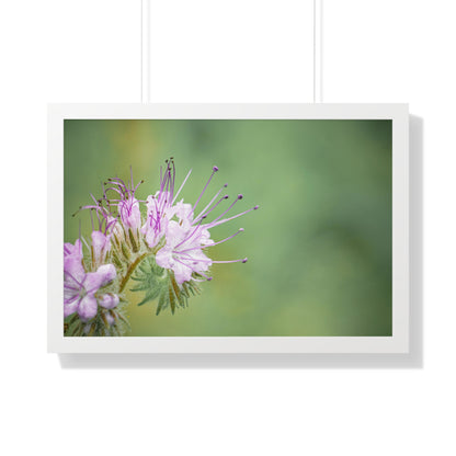 Macro Purple Wildflowers Framed Matte Print