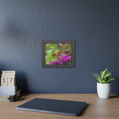 Hummingbird Moth In Flight Framed Print | Nature Photography