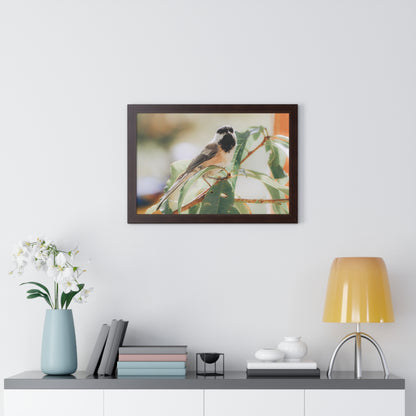 Black-Capped Chickadee Framed Matte Print