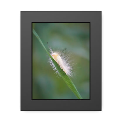 Fuzzy Feets Caterpillar Framed Print | Nature Photography
