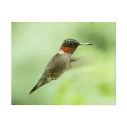 Hummingbird In-Flight Fine Art Print