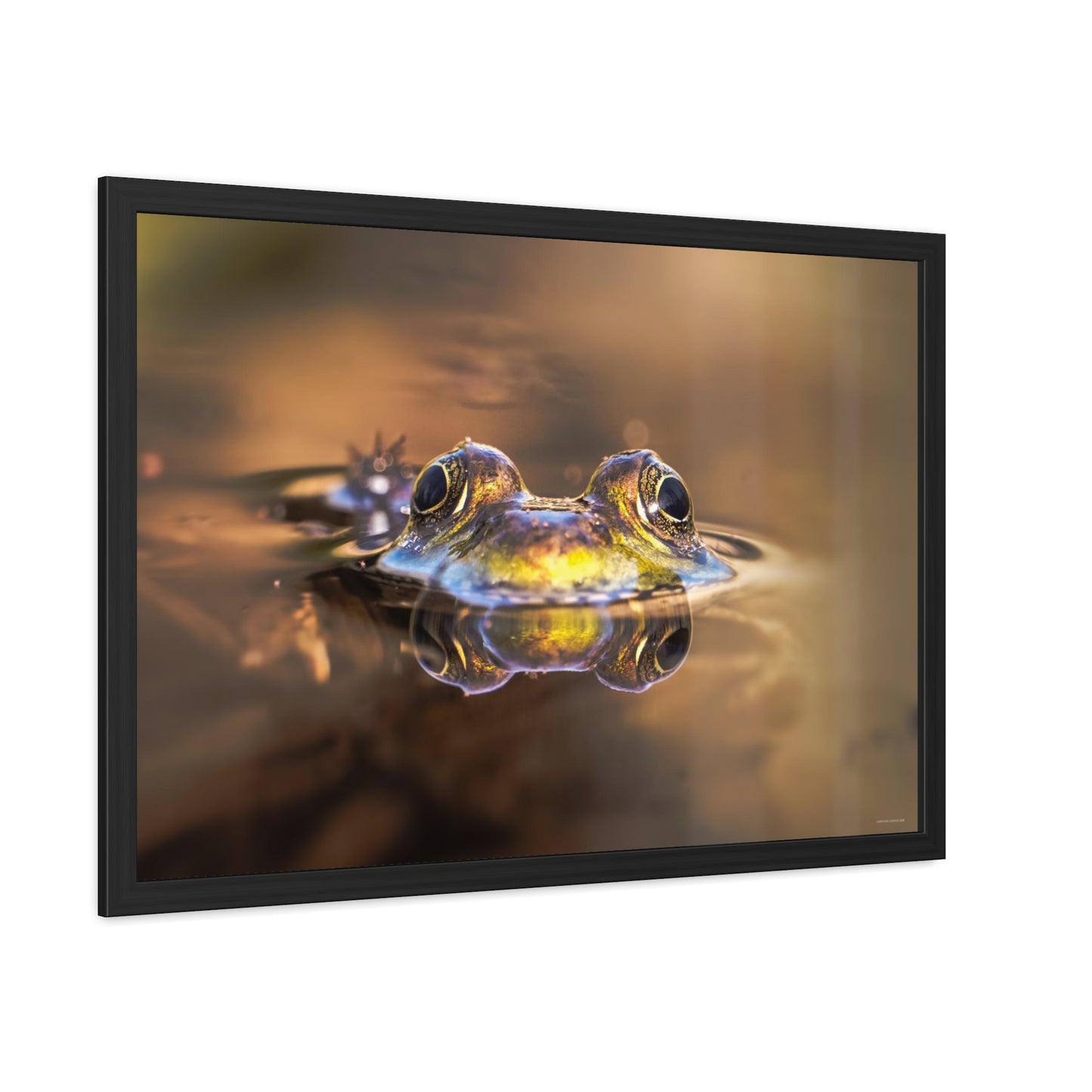 Duality of Frog Framed Fine Art Photograph