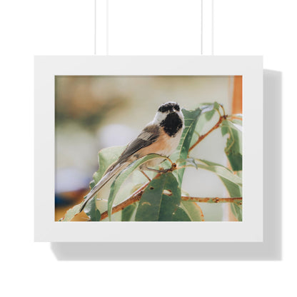 Black-Capped Chickadee Framed Matte Print