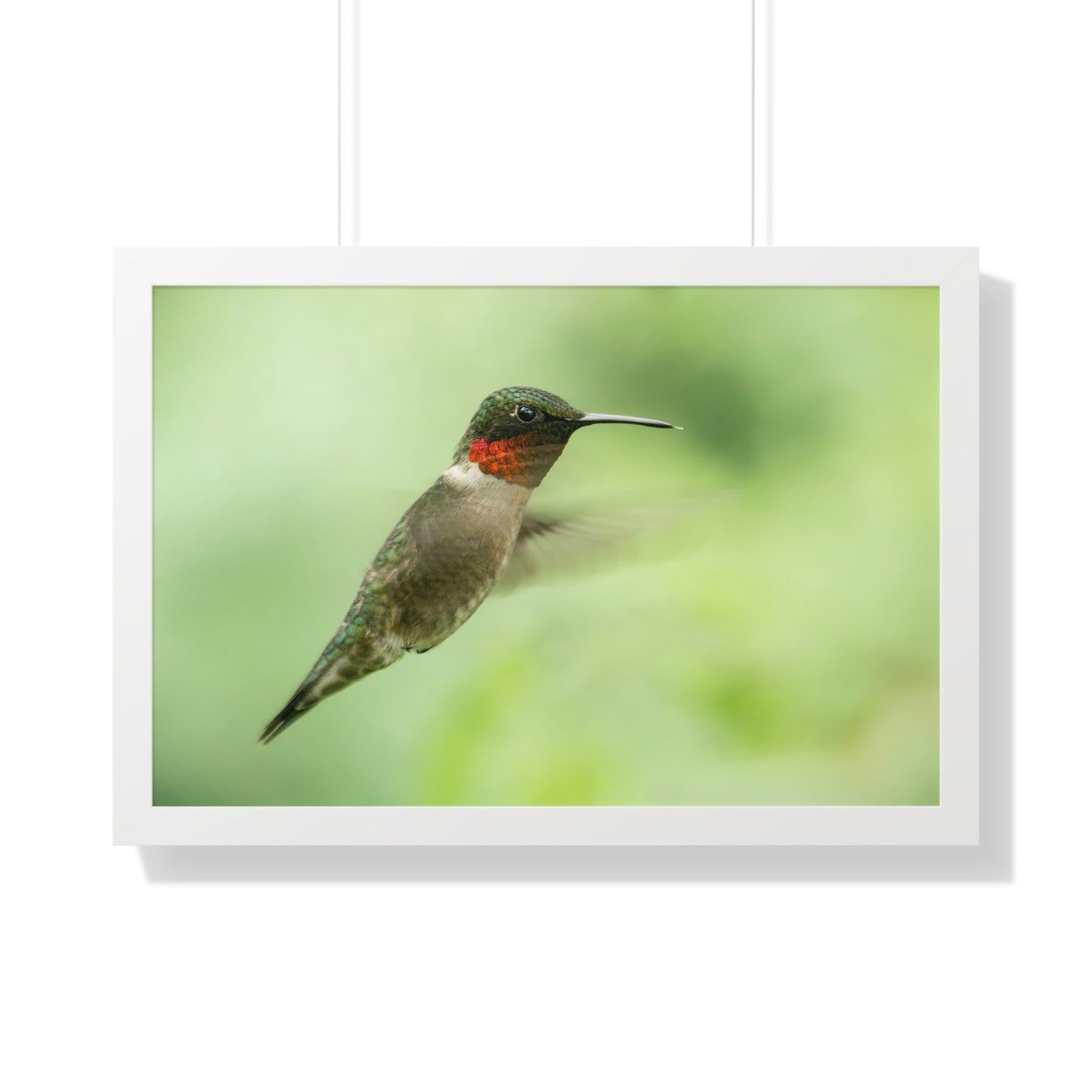 Hummingbird In-Flight Framed Matte Print